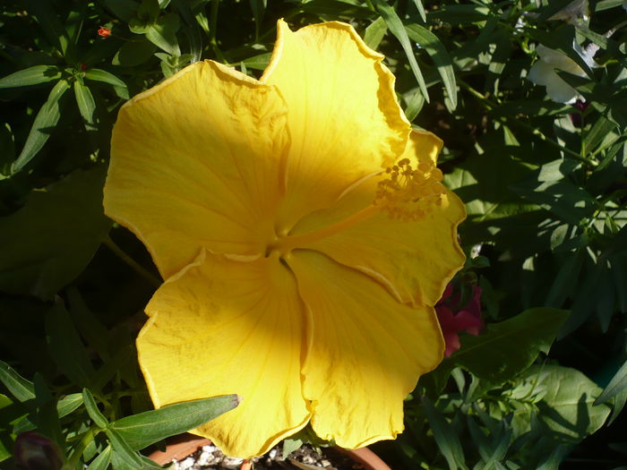 P1220718 - HIBISCUSI 2015-1