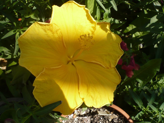 P1220719 - HIBISCUSI 2015-1