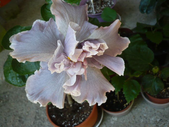 P1220726 - HIBISCUSI 2015-1