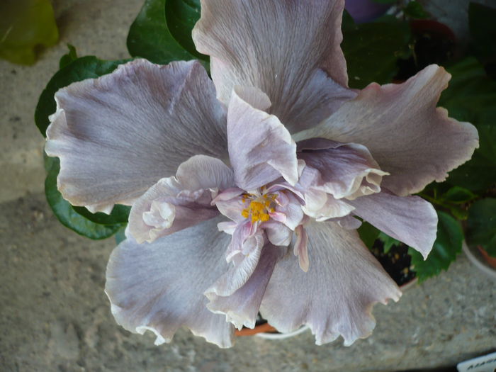 Marianne Charlton - HIBISCUSI 2015-1