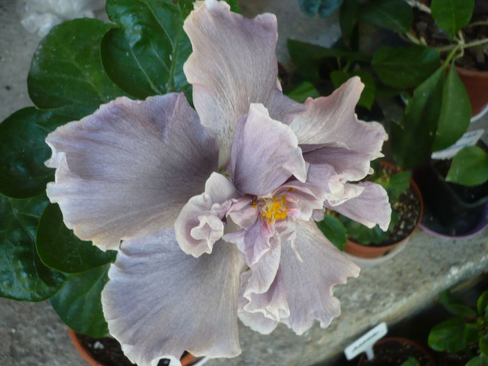 P1220730 - HIBISCUSI 2015-1