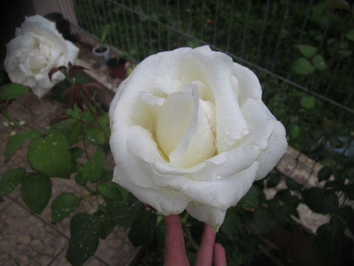 6 - Trandafiri