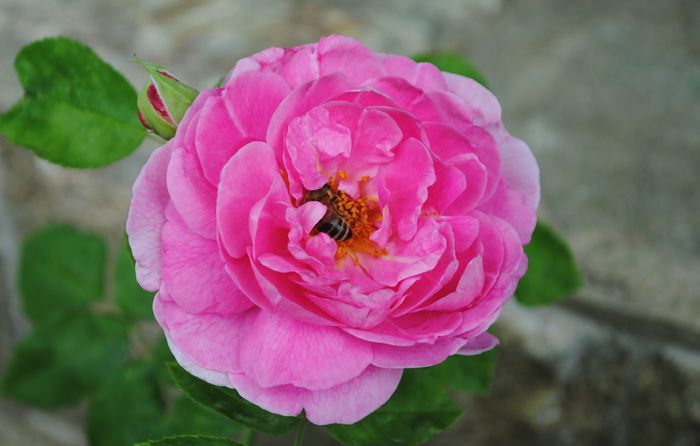Gertrude Jekyll