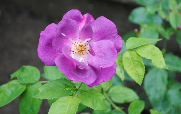 Rhapsody in Blue
