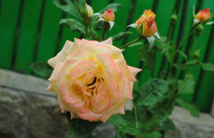 gartenspass_kordes