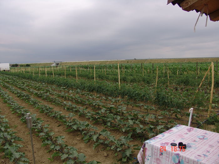 DSC06171 - Gradinade legume 24 Iunie 2015