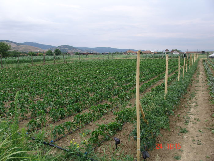DSC06172 - Gradinade legume 24 Iunie 2015