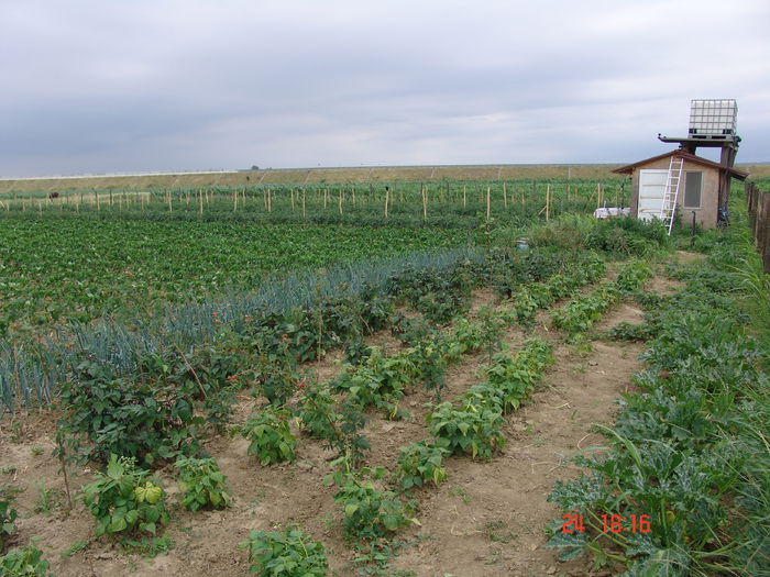 DSC06177 - Gradinade legume 24 Iunie 2015
