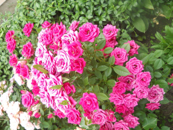 DSCN8027