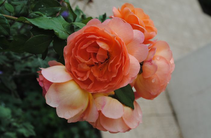 Lady Emma Hamilton