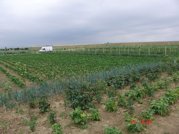 DSC06178 - Gradinade legume 24 Iunie 2015