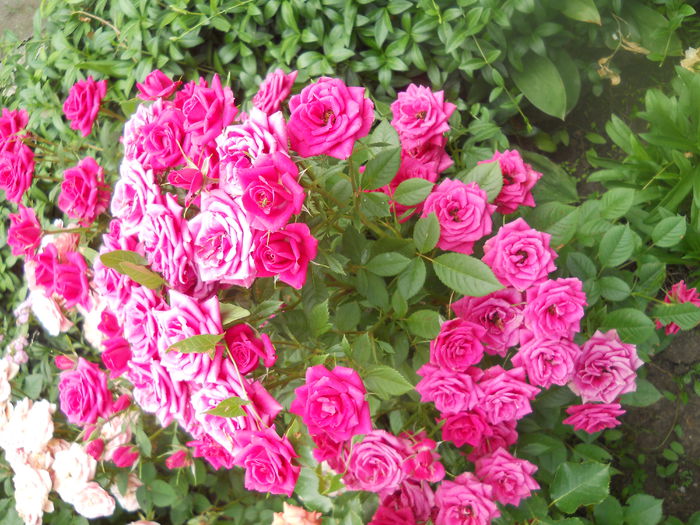 DSCN8028