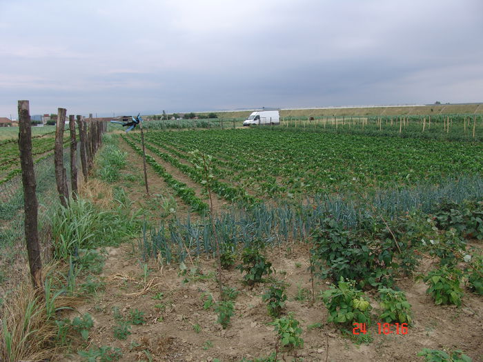DSC06179 - Gradinade legume 24 Iunie 2015