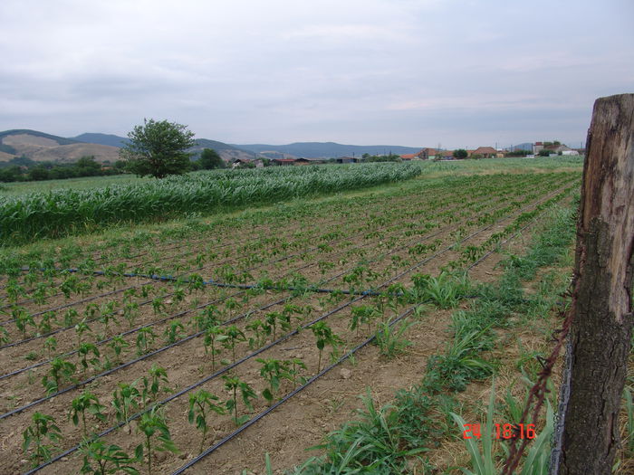 DSC06180 - Gradinade legume 24 Iunie 2015