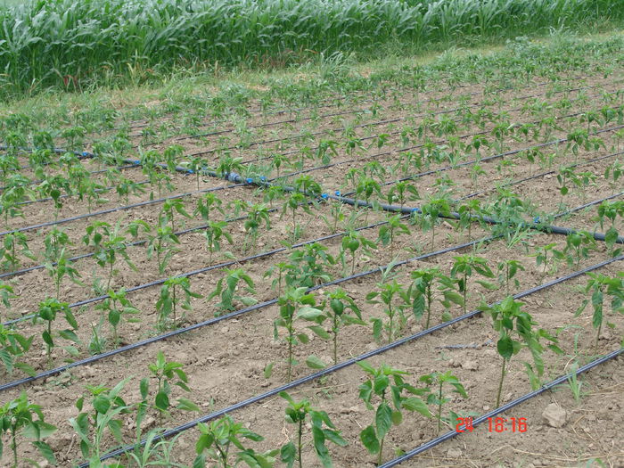 DSC06182 - Gradinade legume 24 Iunie 2015