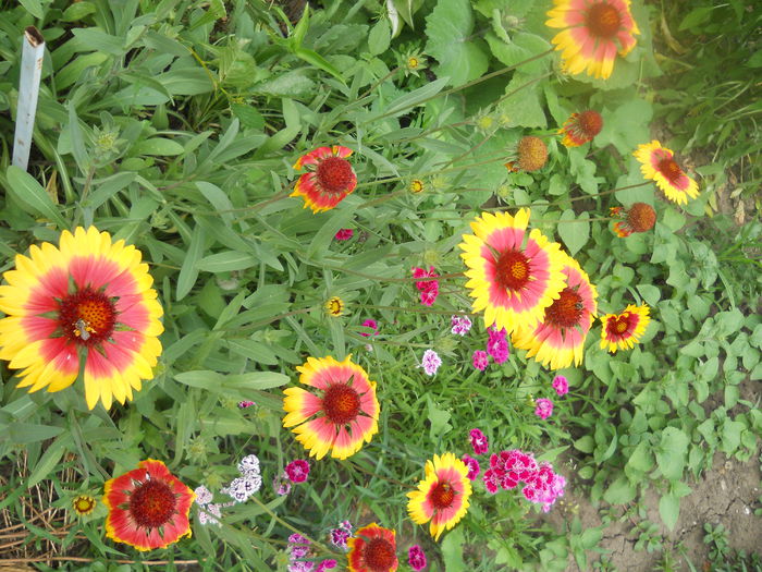 DSCN8031