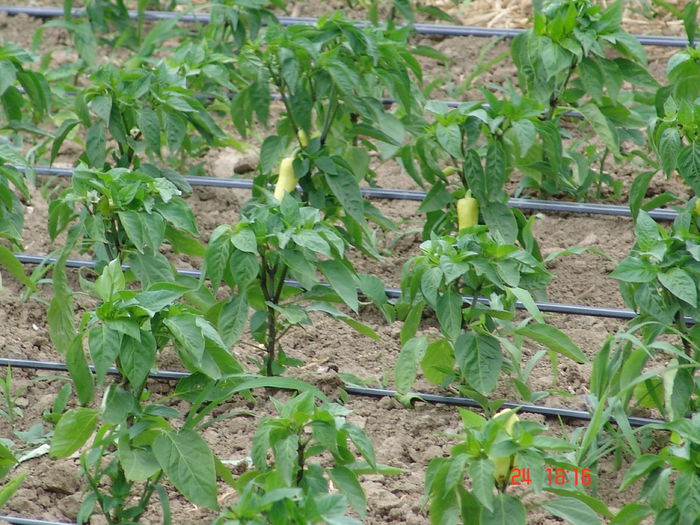 DSC06184 - Gradinade legume 24 Iunie 2015