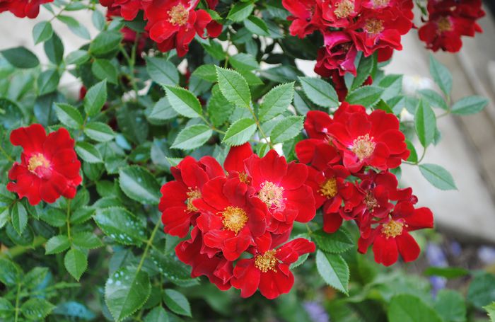 Bienenweide Rot - 2015 trandafiri -III