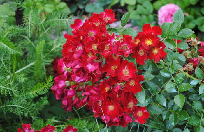 Bienenweide Rot - 2015 trandafiri -III
