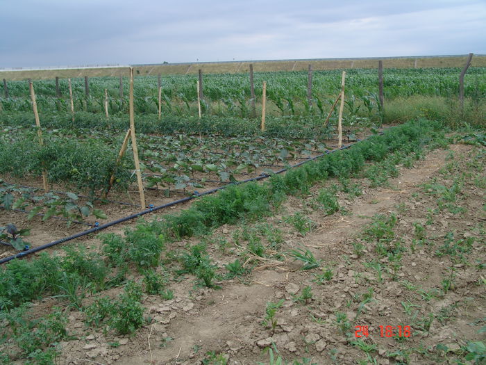 DSC06187 - Gradinade legume 24 Iunie 2015