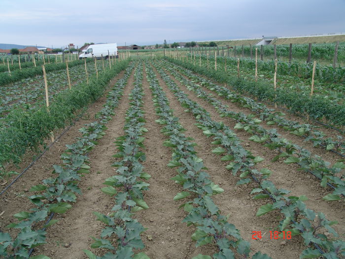 DSC06189 - Gradinade legume 24 Iunie 2015