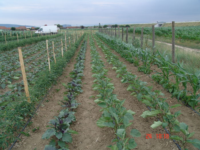 DSC06190 - Gradinade legume 24 Iunie 2015