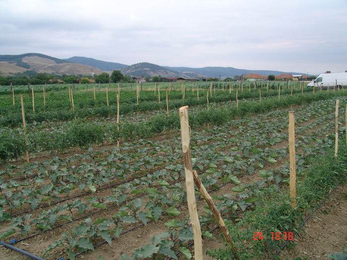 DSC06191 - Gradinade legume 24 Iunie 2015