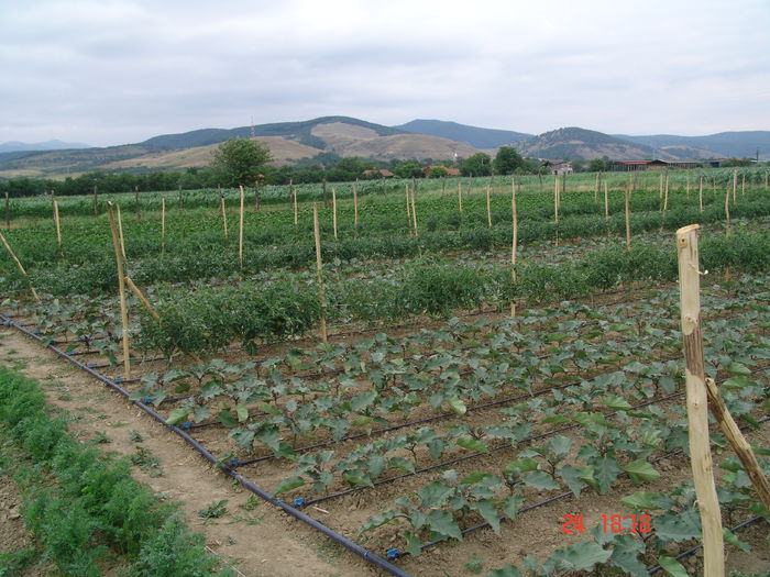 DSC06192 - Gradinade legume 24 Iunie 2015