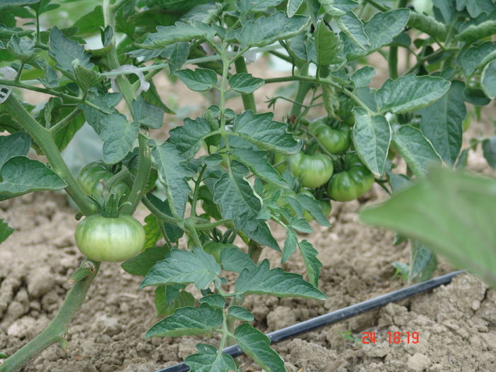DSC06194 - Gradinade legume 24 Iunie 2015