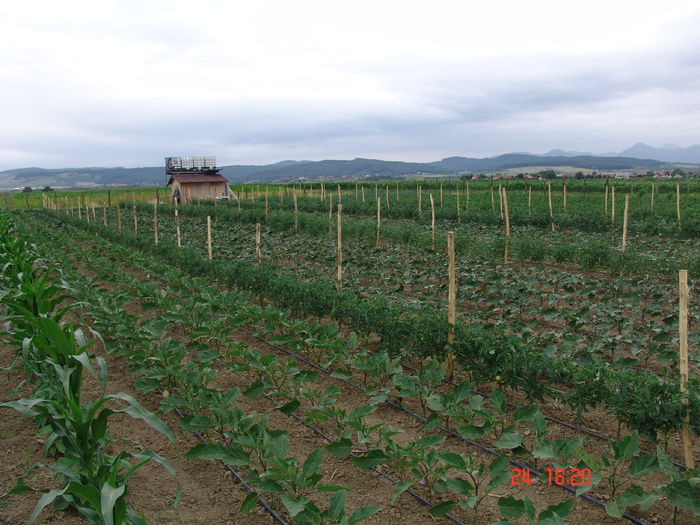 DSC06200 - Gradinade legume 24 Iunie 2015