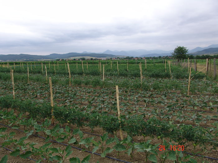 DSC06201 - Gradinade legume 24 Iunie 2015