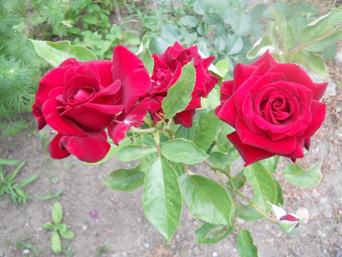DSCN8048 - A43 VARA 2015