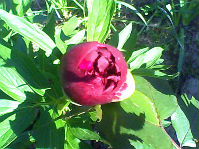 09-05-09_184618; Dahlia Red  Pigmy II
