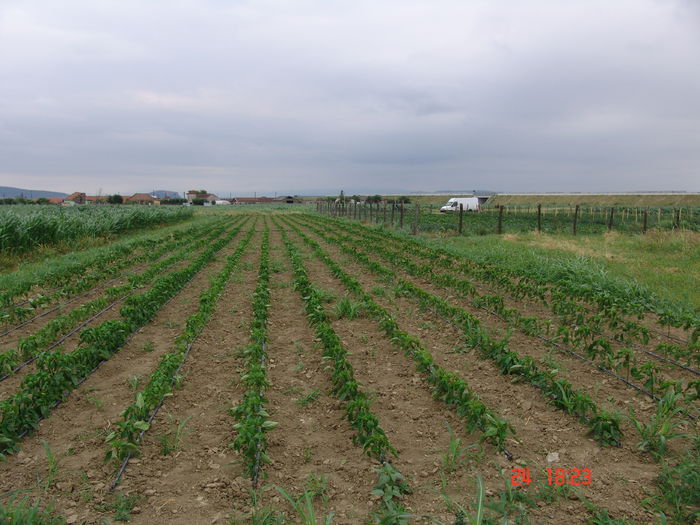 DSC06207 - Gradinade legume 24 Iunie 2015