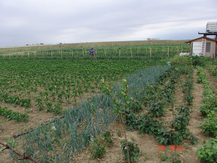 DSC06212 - Gradinade legume 24 Iunie 2015