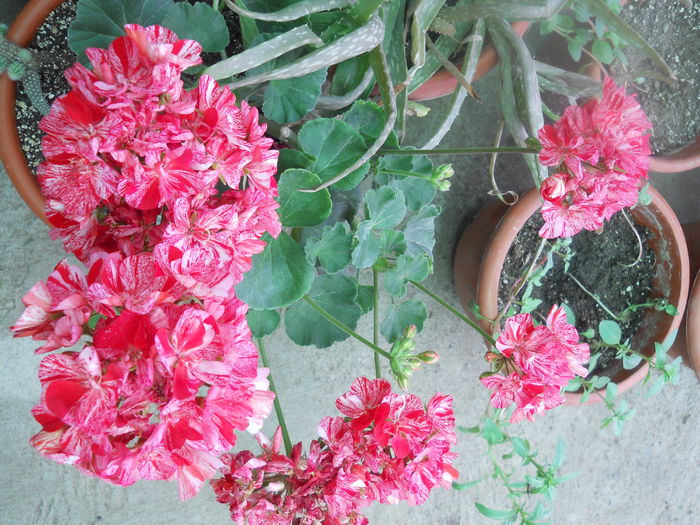 DSCN8058