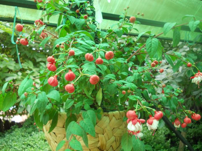 DSCN8060
