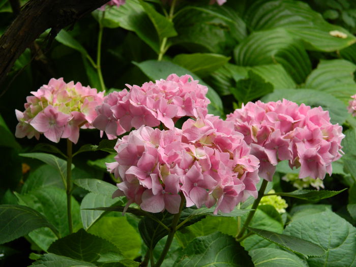 DSCN1195