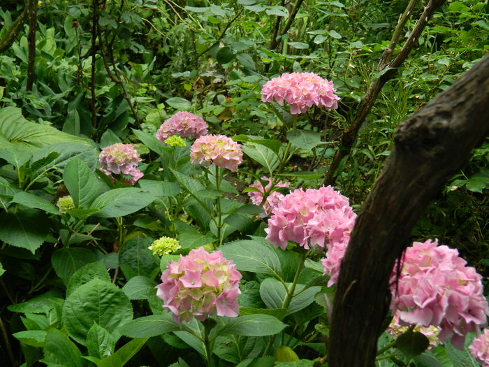 DSCN1198