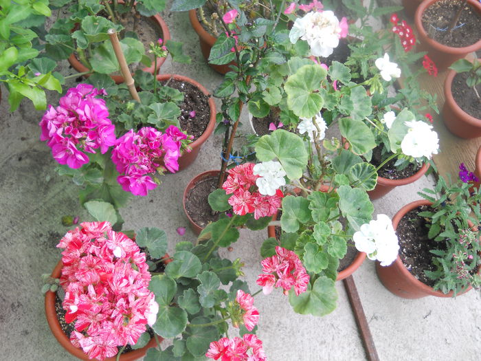 DSCN8072 - A43 VARA 2015
