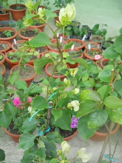 DSCN8074