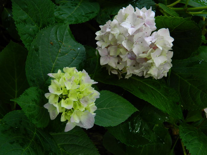 DSCN1414
