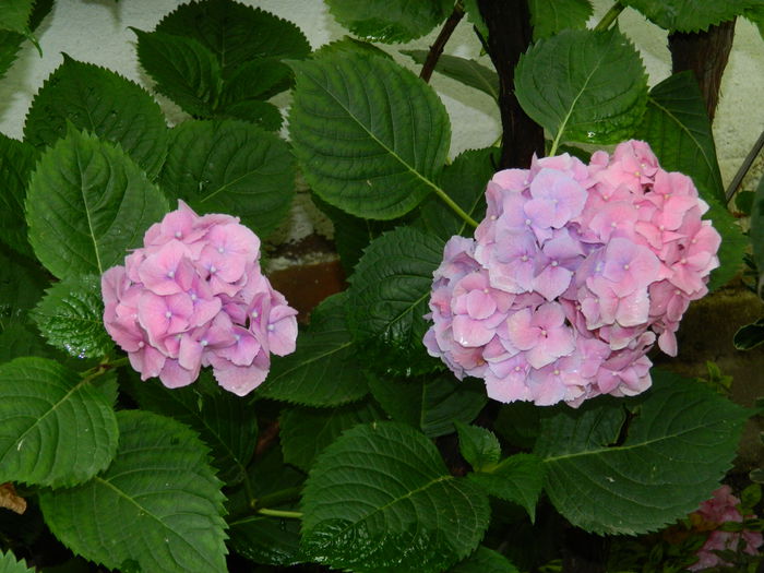 DSCN1421