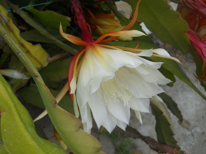 DSCN8077