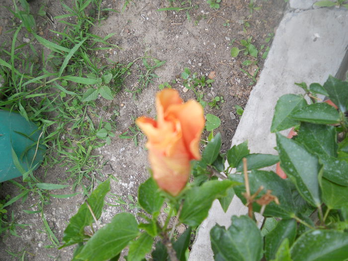 DSCN8078 - A43 VARA 2015