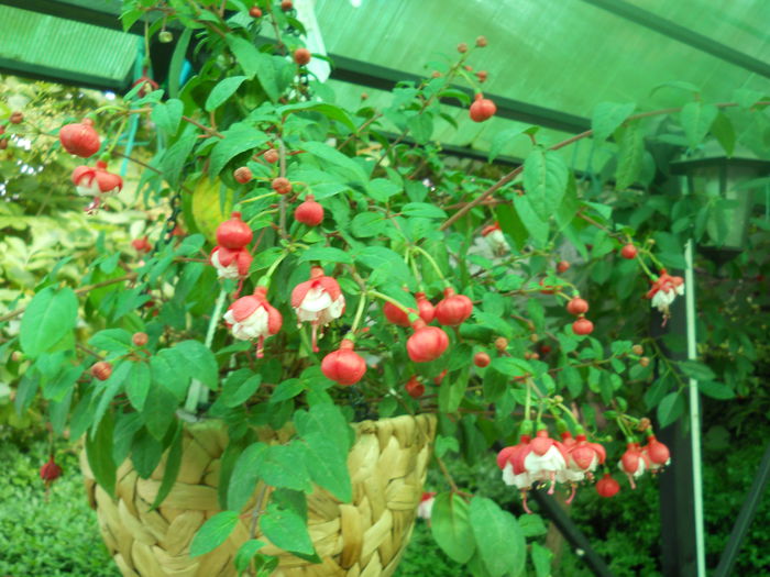 DSCN8079 - A43 VARA 2015