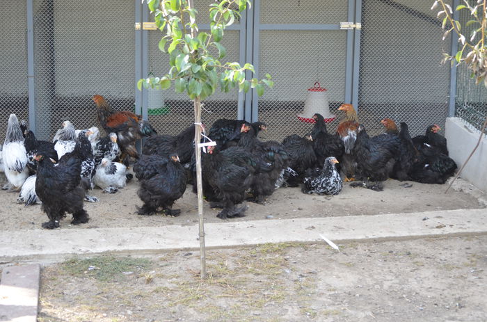 081 - Tineret 2015