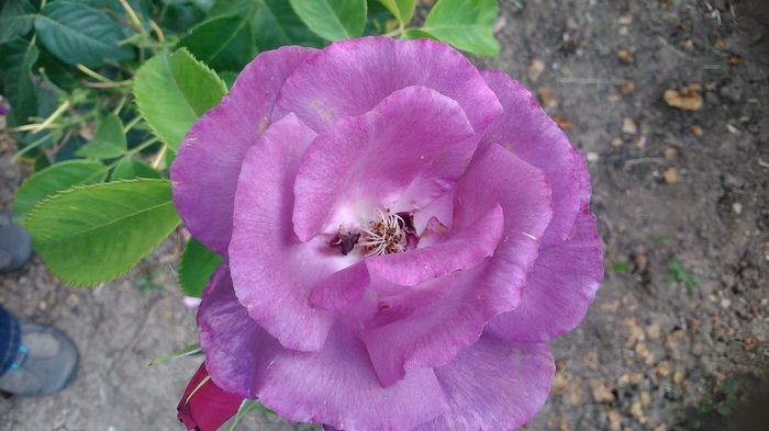 DSC_1201 - TRANDAFIRI 2015 II