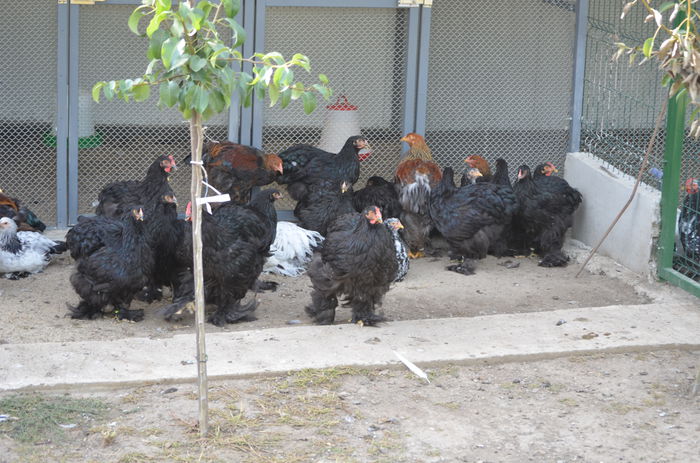 082 - Tineret 2015