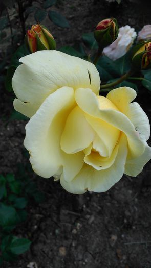 DSC_1202 - TRANDAFIRI 2015 II